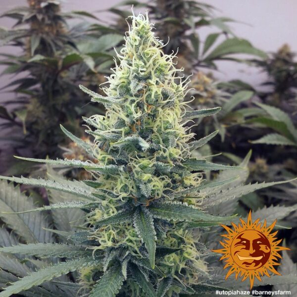 Utopia Haze Feminised Seeds - Image 4