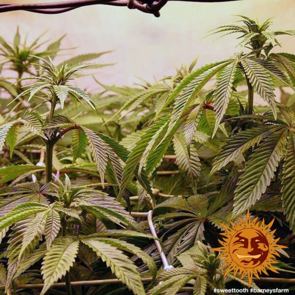 Sweet Tooth Feminised Seeds - Image 2