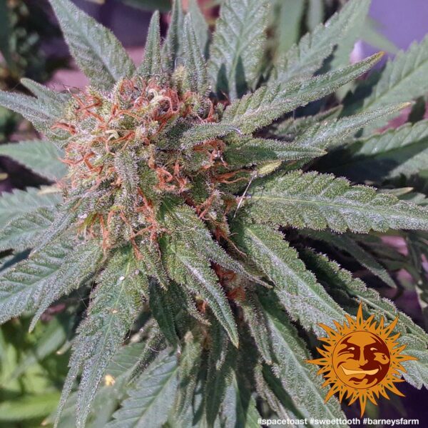 Sweet Tooth Feminised Seeds - Image 3