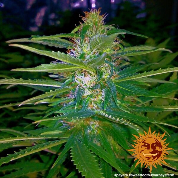 Sweet Tooth Feminised Seeds - Image 4
