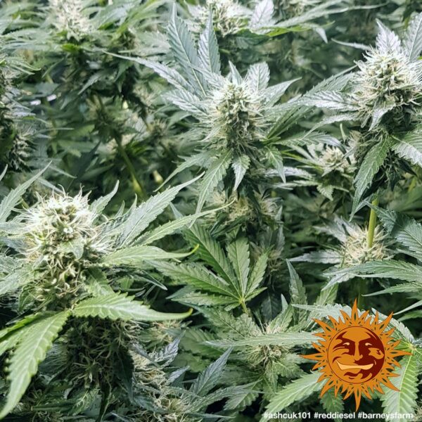 Red Diesel Feminised Seeds