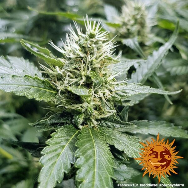 Red Diesel Feminised Seeds