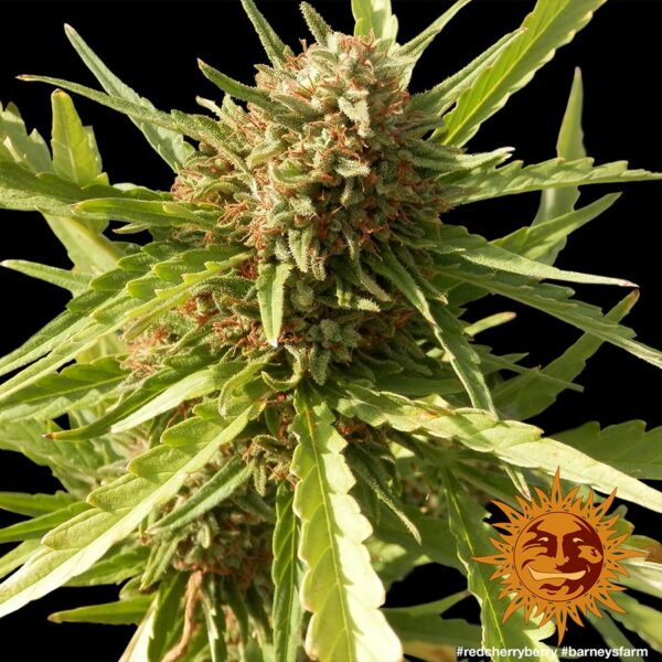 Red Cherry Berry Feminised Seeds - Image 3