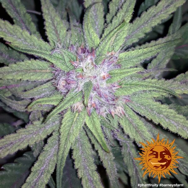Phatt Fruity Feminised Seeds - Image 2
