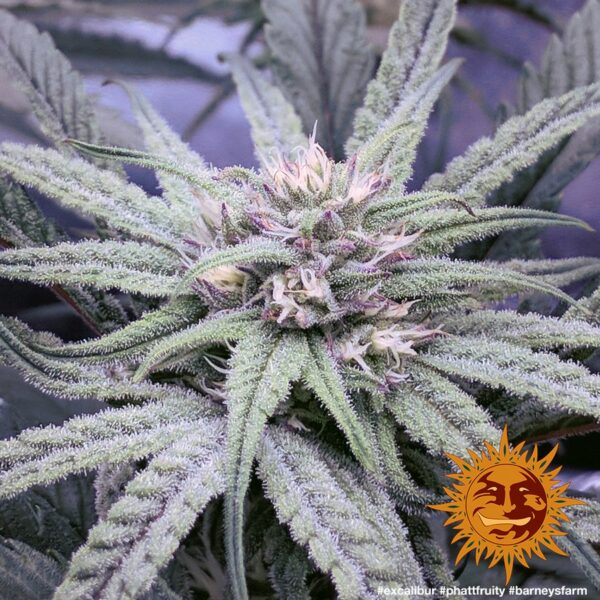 Phatt Fruity Feminised Seeds - Image 3