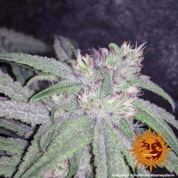 Phatt Fruity Feminised Seeds - Image 4