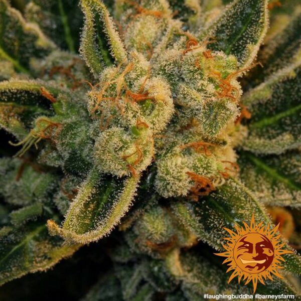 Laughing Buddha Feminised Seeds - Image 2