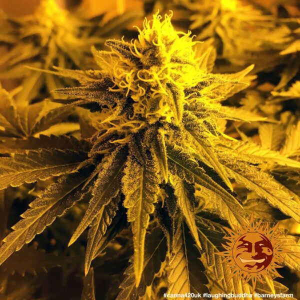 Laughing Buddha Feminised Seeds - Image 3