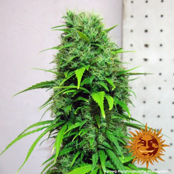 Laughing Buddha Feminised Seeds - Image 4