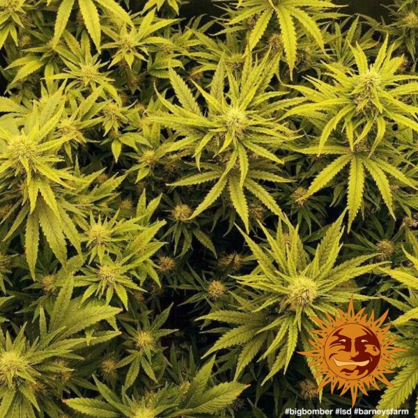 LSD Feminised Seeds - Image 2