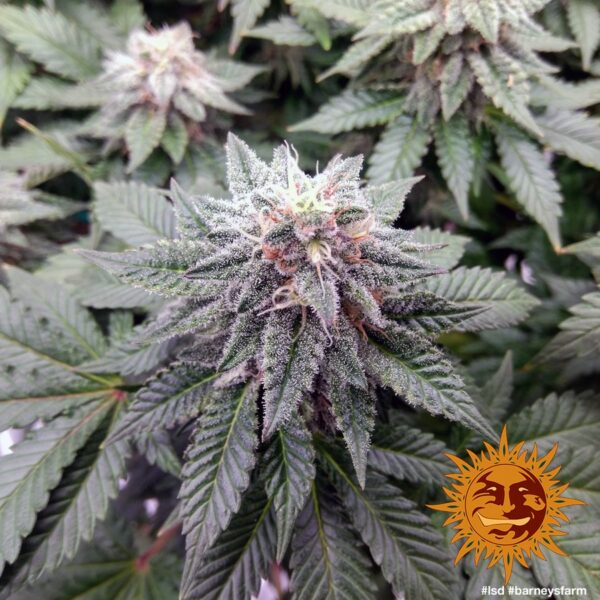 LSD Feminised Seeds - Image 3
