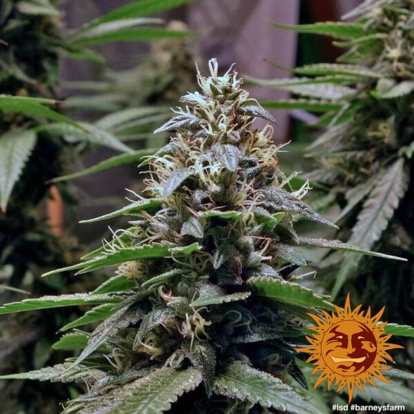 LSD Feminised Seeds - Image 4