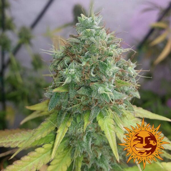 G13 Haze Feminised Seeds - Image 2