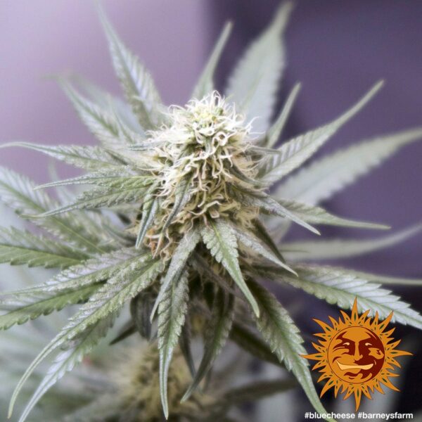 Blue Cheese Feminised Seeds - Image 2