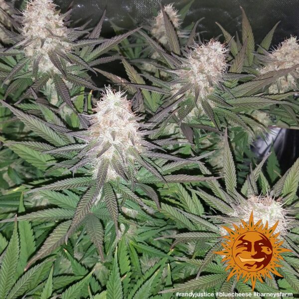 Blue Cheese Feminised Seeds - Image 3