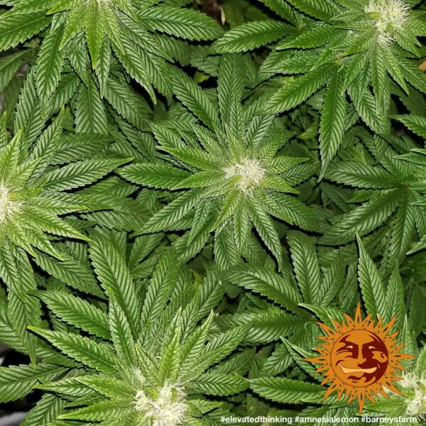 Amnesia Lemon Feminised Seeds