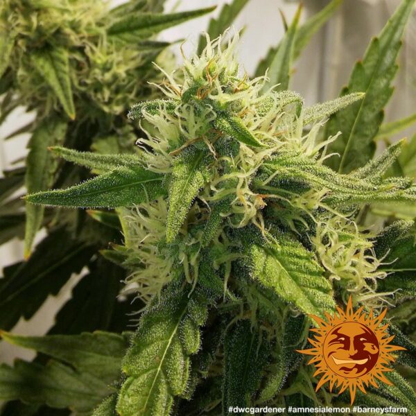 Amnesia Lemon Feminised Seeds