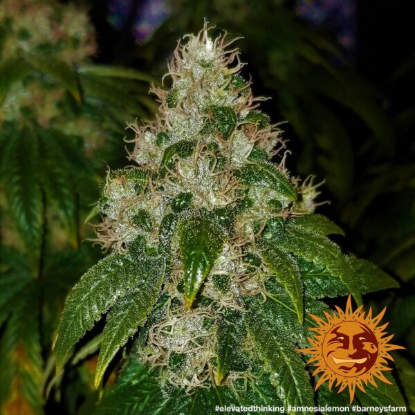 Amnesia Lemon Feminised Seeds