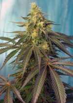 Cream Caramel CBD Feminised Seeds