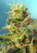 Cream Caramel CBD Feminised Seeds - Image 2