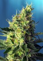 Sweet Pure CBD Feminised Seeds