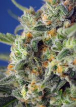 Sweet Pure CBD Feminised Seeds - Image 2