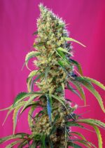 Black Jack CBD Feminised Seeds