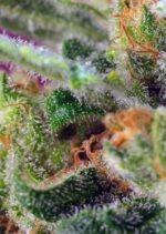Black Jack CBD Feminised Seeds - Image 2