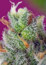Black Jack CBD Feminised Seeds - Image 3