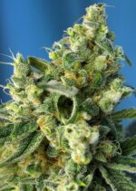 Sweet Amnesia Haze Feminised Seeds - Image 2