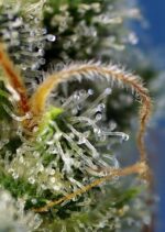 Sweet Amnesia Haze Feminised Seeds - Image 3