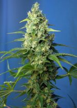 Honey Peach CBD Auto Feminised Seeds