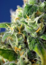 Honey Peach CBD Auto Feminised Seeds - Image 2