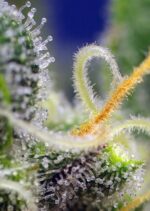 Honey Peach CBD Auto Feminised Seeds - Image 3