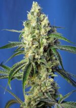 Green Poison CBD Feminised Seeds
