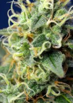 Green Poison CBD Feminised Seeds - Image 2
