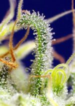 Green Poison CBD Feminised Seeds - Image 3