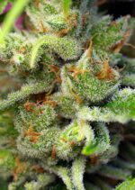 Gorilla Girl Feminised Seeds