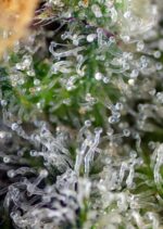 Gorilla Girl Feminised Seeds