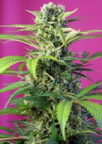 Chem Beyond Diesel CBD Feminised Seeds