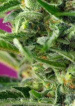 Chem Beyond Diesel CBD Feminised Seeds - Image 2