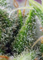 Chem Beyond Diesel CBD Feminised Seeds - Image 3