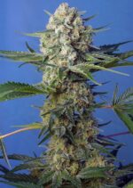 Crystal Candy F1 Fast Version Feminised Seeds