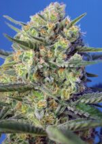Crystal Candy F1 Fast Version Feminised Seeds - Image 2