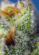 Crystal Candy F1 Fast Version Feminised Seeds - Image 3