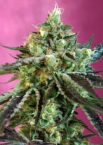 Sweet Nurse CBD Auto Feminised Seeds