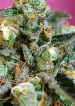 Sweet Nurse CBD Auto Feminised Seeds - Image 2