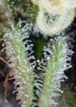 Sweet Nurse CBD Auto Feminised Seeds - Image 3