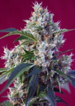 Indigo Berry Kush Feminised Seeds