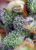 Indigo Berry Kush Feminised Seeds - Image 2